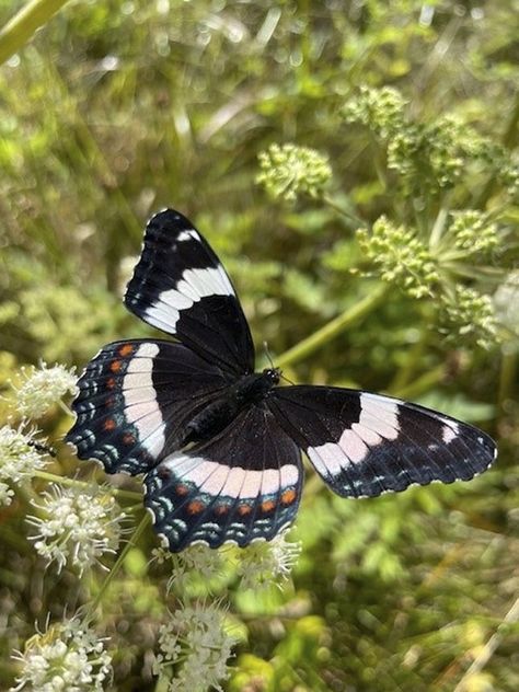 white admiral (Limenitis arthemis arthemis) Admiral Butterfly, British Wildlife, My Sons, Arachnids, Wild Life, Butterfly Tattoo, 30th Birthday, Animals Wild, Minnesota