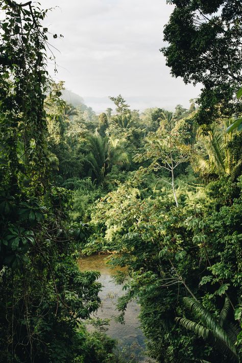 Belize Rainforest, Vietnam Jungle, Africa Jungle, Belize Jungle, Jungle Retreat, Jungle Lodge, Adventurer's Guild, Green Jungle, Belize City