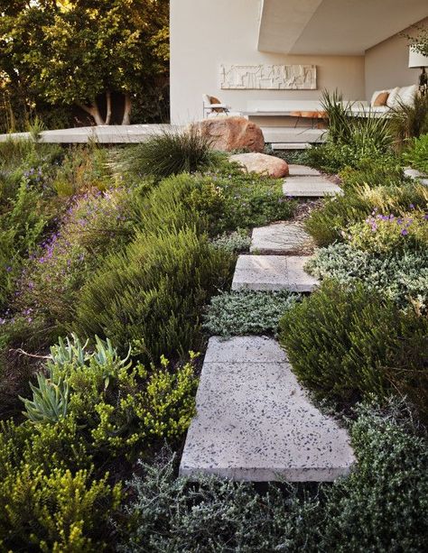 South African Residence in Cape Town Has a Surprinsing Garden Mid Century Landscaping Front Yard, Waterwise Garden, Sloped Garden, Landscape Architecture Design, Mediterranean Garden, Native Garden, Modern Landscaping, Landscape Architect, Front Garden