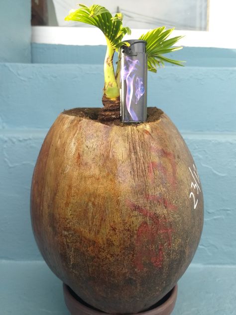 Coconut Bonsai, Pot Tanaman, Coco, Coconut, Plants, Palmas