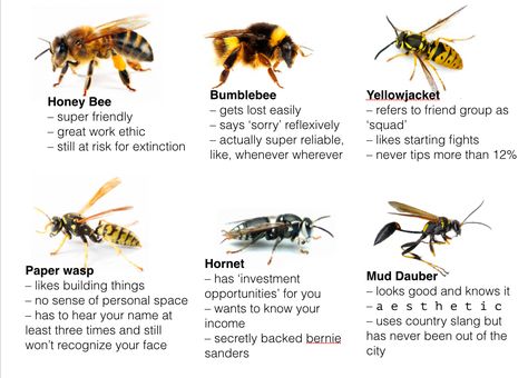 What bee are you? | Bees | Know Your Meme Bee Identification, Veterinary Humor, Types Of Bees, I Love Bees, Bees And Wasps, Wiccan Spell Book, Arthropods, Creepy Crawlies, Bugs And Insects