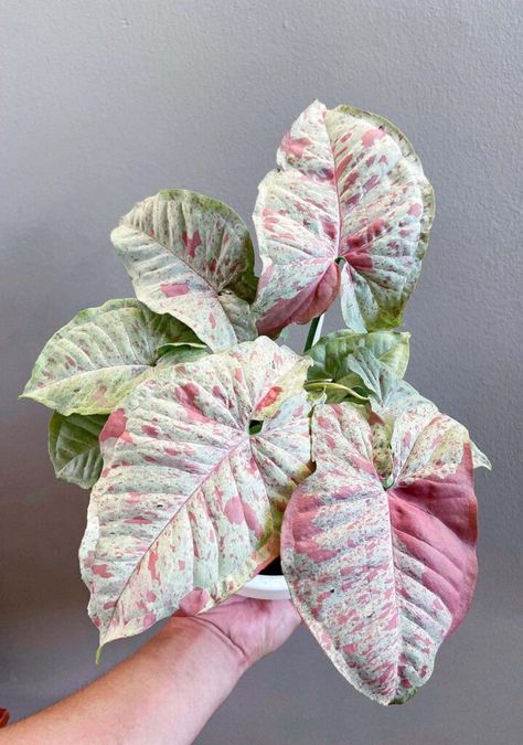 Arrowhead Plant, Plant Goals, Merritt Island, Inside Plants, Pink Plant, Variegated Plants, Starter Plants, Plant Aesthetic, Plant Roots