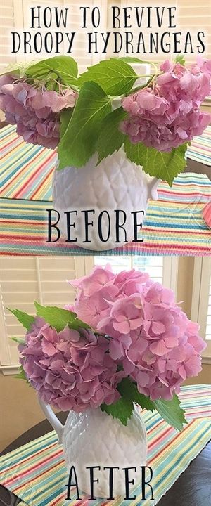 Centerpieces Simple, Vases Ideas, Hydrangea Care, Growing Hydrangeas, Hydrangea Garden, Hydrangea Not Blooming, Diy Outdoor Decor, Gardening Flowers, Gardening Plants