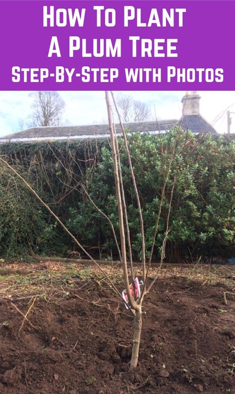 Plant a plum tree correctly and you can enjoy a glut of plums for decades. Here's how to do it. Red Plum Tree, American Plum Tree, Plum Trees Growing, Plum Tree Guild, Plum Tree Growing, Pruning Plum Trees, Plum Tree Care, Plant Cabinet, Wild Plum Tree