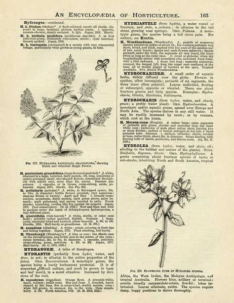 Hydrangea Gardening Pages - Old Design Shop Blog Graphics Vintage, Etiquette Vintage, Vintage Paper Background, Hydrangea Garden, Vintage Png, Illustration Botanique, Old Design, Vintage Papers, Vintage Newspaper