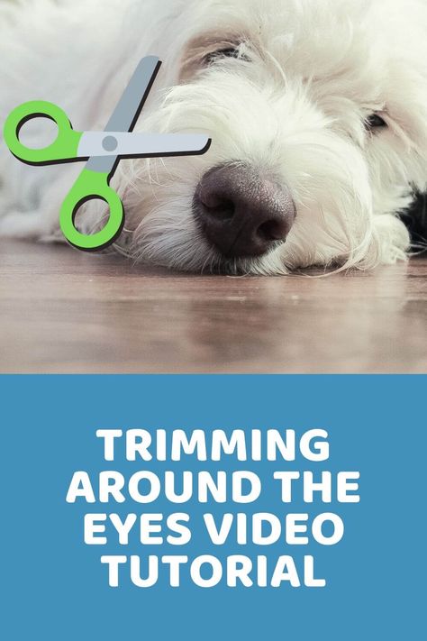 Trimming Dog Face, How To Trim Labradoodle Face, How To Trim Dogs Face, How To Trim Bernedoodle Face, Cavapoo Face Trim, Trimming Goldendoodle Face, Labradoodle Face Grooming, How To Trim Goldendoodle Face, Poodle Face Grooming