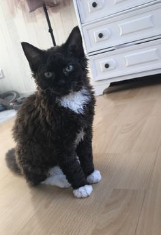 Cat With Curly Fur, Wild Cat Species, Selkirk Rex, Cat Species, Rex Cat, Leopards, Baby Cats, Wild Cats