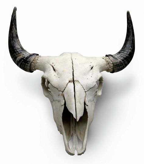 Bizarre Photography, Skull References, Skull With Horns, Bison Skull, Skull Reference, Wolf Skull, Buffalo Skull, Animal Skeletons, Animal Skull