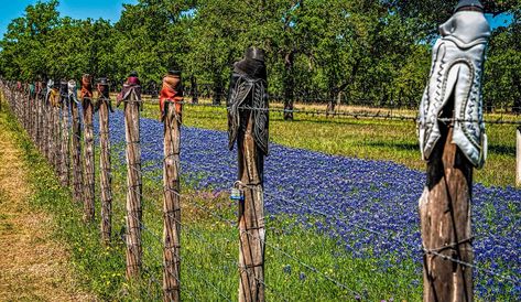 Willow City Loop Texas, Fredericksburg Wineries, Rocky Hill, Texas Bluebonnets, Indian Paintbrush, City Slickers, Spring Wildflowers, Local Brewery, Long Shadow