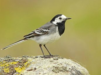 Pied Wagtail. It's very strange but I always see these birds on the car park at my local shopping centre. They are such lovely birds to be in such a man made environment. Pied Wagtail, Clumber Park, On The Wings Of Love, Bright Fabric, Bird Identification, British Garden, British Birds, British Wildlife, Garden Birds