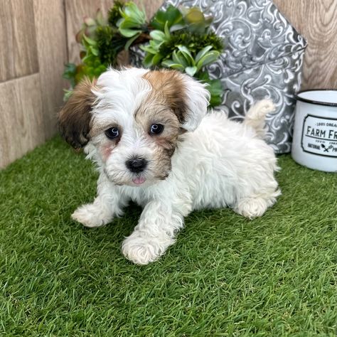 Brandy, a Fawn Brindle Male Havanese Puppy 759306 | PuppySpot Mini Havanese Puppies, Fawn Brindle, Havanese Puppies For Sale, Havanese Puppy, Havanese Puppies, Puppies For Sale, Brandy, Puppies, For Sale