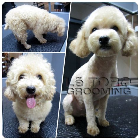 Toy Poodle Short Haircut, Toy Poodle Haircut Styles Short, Short Poodle Haircut, Toy Poodle Shaved Face, Standard Poodle Summer Cut, How To Groom Poodles At Home, Poodle Teddy Bear Cut, Poodle Groom, Poodle Haircut Styles