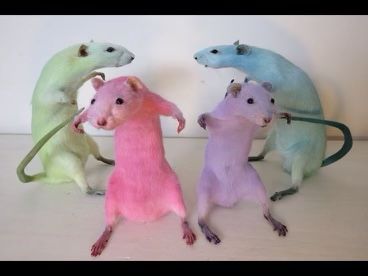 Group Of Rats, Rattus Rattus, Funny Rats, Cute Rats, Funny Animal Jokes, Baby Animals Funny, Cute Animal Photos, Animal Jokes, Rodents