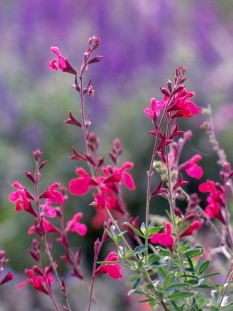 Sometimes it seems like nothing grows in the hot, dry Southwest. This gallery is filled with colorful, easy-growing choices./ Texas Flowers, Salvia Greggii, Autumn Sage, Xeriscape Landscaping, Drought Tolerant Perennials, Garden Goals, Landscaping Backyard, Drought Resistant Plants, Grow Flowers