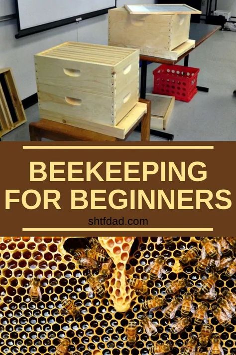 How To Start Beekeeping For Beginners - SHTF DAD Bee Keeping For Beginners, How To Start Beekeeping, Bee Hive Plans, Backyard Bee, Raising Bees, Beekeeping For Beginners, Backyard Beekeeping, Bee Farm, Bee Hives