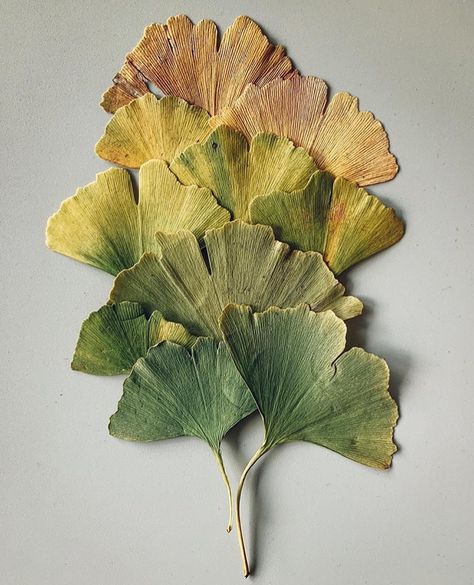 Gingko Biloba, Floral Mural, Gingko Leaves, Ginkgo Leaves, Instagram Prints, Leaf Crafts, Leaf Drawing, Backyard Diy Projects, Ginkgo Biloba