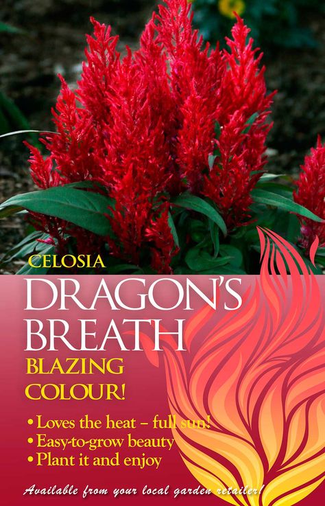 Dragons Breath Plant, Garden Ideas In Front Of House, Dragon Plant, Celosia Flower, Flower Garden Ideas, Patio Flowers, Container Gardening Flowers, Grasses Landscaping, Gardening Plants