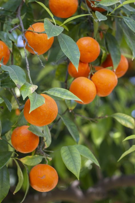 Fruit Trees Photography, Oranges Reference Photo, Orange Branch Photography, Orange Trees Aesthetic, Oranges On Tree, Orange Tree Aesthetic, Orange Tree Art, Fruit On Tree, Summer Meaning