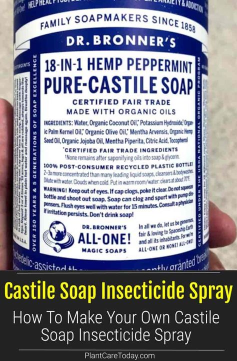 Castile soap insecticide spray a low-cost, efficient homemade natural insecticidal spray. Check out the recipe on making your own natural pesticide [LEARN MORE] Castile Soap Plant Spray, Peppermint Castile Soap Uses, Castile Soap For Plants, Homemade Insecticidal Soap, Insecticidal Soap Recipe, Aphid Spray Homemade, Diy Insecticidal Soap, Make Castile Soap, Insecticide For Plants