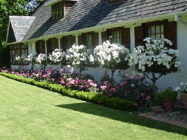 White iceberg rose standard, under planted with pink shrub roses Gardenia Tree Landscaping, Roses Along Fence, Rose Tree Landscape, Rose Trees Front Yard, Roses In Front Of House, Walkways To Front Door Landscaping, Gardenia Tree, Gardenia Trees, Rosen Beet