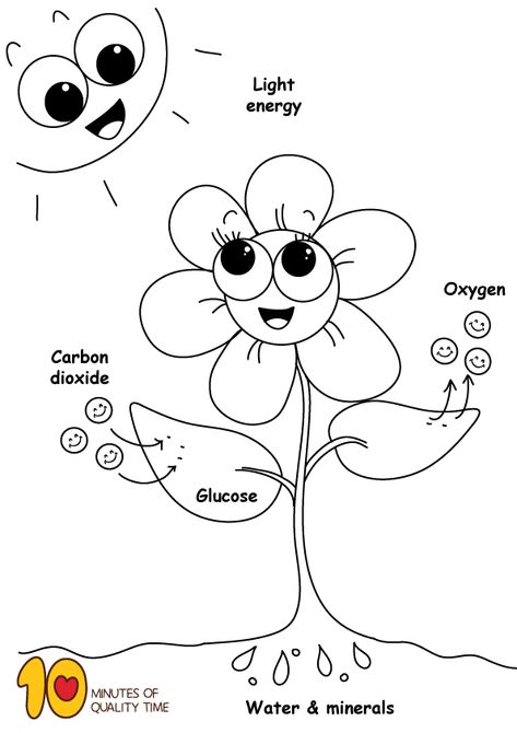 Photosynthesis Coloring Page Photosynthesis Coloring Page, Photosynthesis Kindergarten, Photosintesis Drawing, Photosynthesis Drawing, Photosynthesis Activities, Photosynthesis Worksheet, Planting For Kids, Penguin Coloring Pages, Coloring Worksheet