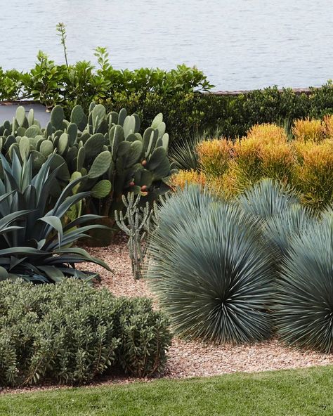 Agave Plant Landscaping Front Yards, Agave Weberi, Beaked Yucca, Succulent And Cactus Garden, Planting Palette, Tropical Planting, Dry Gardens, Yucca Rostrata, Mexican Garden