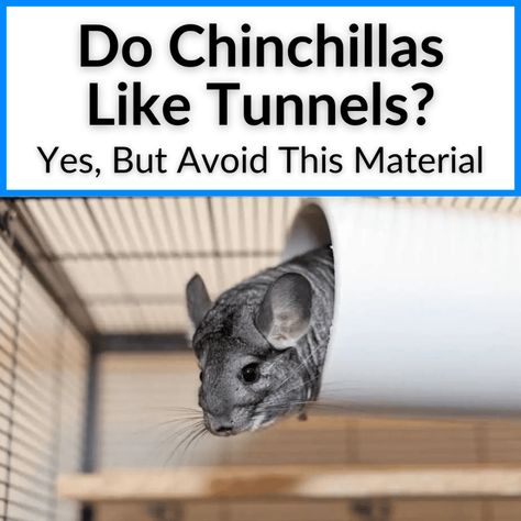 Do chinchillas like tunnels? Chinchillas spend almost all of their time in a cage, so they need toys to keep them entertained. A tunnel seems perfect, but... Chinchilla Cage Ideas Diy, Chinchilla Cage Ideas, Diy Chinchilla Toys, Chinchilla Care, Chinchilla Toys, Chinchilla Pet, Chinchilla Cage, Animal Room, Social Interaction