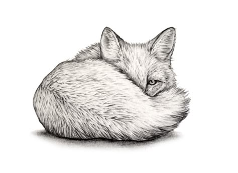 AMY DOVER on Behance Cute Fox Drawing, Cute Drawings Of Love, Art Fox, Fox Drawing, Charcoal Drawings, Fox Tattoo, Fox Art, Animal Sketches, Christmas Drawing