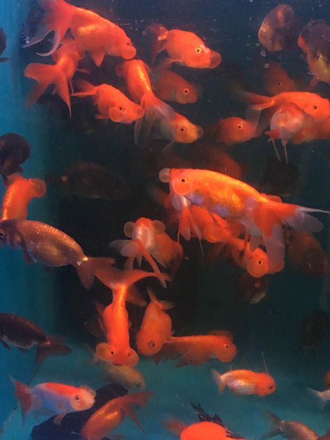 Underwater Life, Orange Aesthetic, Arte Inspo, Colorful Fish, Cinematic Photography, Pics Art, Photo Instagram, Aesthetic Backgrounds, Ancient Art