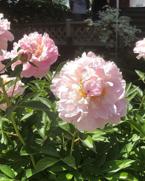 It’s Flower Friday and I’m sharing pics of the beautiful peonies I’ve seen this summer. The first is our single-petal white herbaceous - doesn’t a raindrop or two make flowers look so romantic? The last is the gorgeous woody shrub that was planted beside our house by previous owners. In between is a selection of blooms I’ve found on my wanderings. The variation in colour and form always takes my breath away! #flowerfriday #peonies #summer #ottawaphoto #flowerphotography Beautiful Peonies, Make Flowers, Rain Drops, Our House, Flower Making, Flowers Photography, Pretty Flowers, Peonies, This Summer