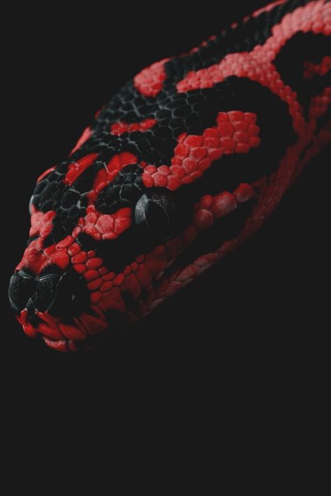 Jungle Carpet Python Snake Photos, Cool Snakes, Colorful Snakes, Pretty Snakes, Regnul Animal, Snake Wallpaper, Cute Snake, Cute Reptiles, Snake Art