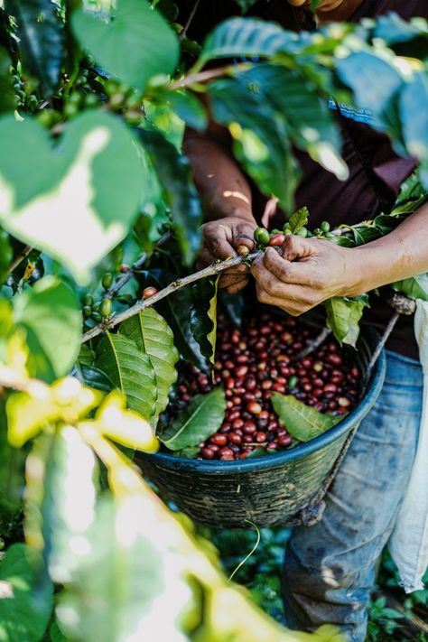 Hands pick coffee beans surrounded by branches and leaves Guatemala Pictures, Things To Do In Antigua, Guatemala Coffee, Pacaya, Ethiopian Coffee, Lake Atitlan, Coffee Farm, Coffee Business, Chile Pepper