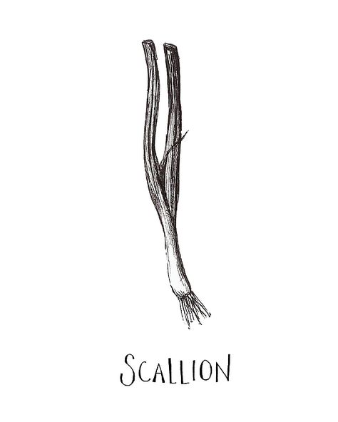 Scallion Tattoo, Spring Onion Tattoo, Line Art Tattoos, Stationary Design, Sketch Inspiration, Art Tattoos, Tattoo Inspo, Raisin, Cool Tattoos