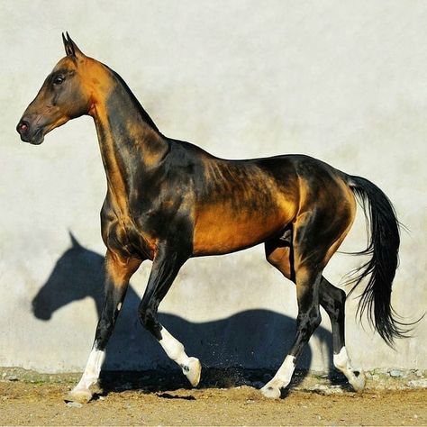 Akhal-teke, Ahal Teke, Akhal Teke Horses, Rare Horses, Pony Breeds, Nagisa Shiota, Horse Anatomy, Horse Inspiration, Akhal Teke