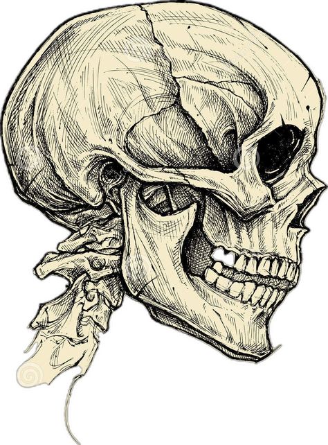 Skull Drawing Sketches, Cool Skull Drawings, Skull Sketch, Skeleton Drawings, Arte Grunge, Skull Art Drawing, Skulls Drawing, Human Anatomy Art, Anatomy Sketches