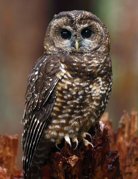 EVIDENCE OF ABSENCE : Northern Spotted Owls are still vanishing from the Northwest. The Northern Spotted Owl came to epitomize the struggle between logging and conservation in the Pacific Northwest during the 1990s. Despite attempts to help the species bounce back, it is just as imperiled today. Habitat loss remains an issue, but the newest challenge comes from a close cousin, calling for some agonizing decisions. Read more in The Cornell Lab's Living Bird online magazine. Wild Is The Witch, Northern Spotted Owl, Endangered Species Art, Spotted Owl, Owl Images, Barred Owl, Owl Photos, Owls Drawing, Beautiful Owl