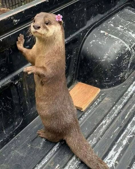 Cute Animals Otter, Otter With Flower, Cute Otter Aesthetic, Sea Otter Aesthetic, Otters Aesthetic, Aesthetic Otter, Otter Aesthetics, Otter Cute, Cute Otters