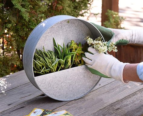 More Plants Please: 5 Tiny But Stylish Planters for Small Spaces Hanging Wall Vase, Best Bathroom Plants, Living Wall Planter, Herb Wall, Hanging Wall Planters, Hanging Vases, Herb Planters, Bathroom Plants, Indoor Herb Garden