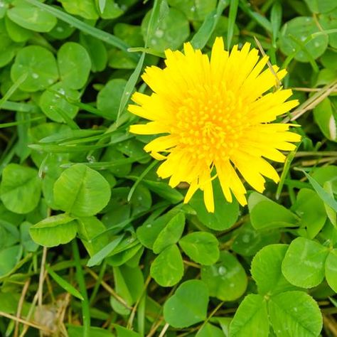 Get Rid of Dandelions - 5 Ways to Kill This Invasive Backyard Weed Get Rid Of Dandelions, Mole Tunnels, Dandelion Plant, Dandelion Leaves, Yellow Blossom, Lawn And Landscape, Garden Store, Invasive Species, Plant Roots