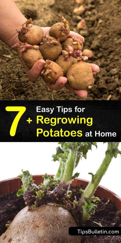 Regrowing Potatoes Scrap, How To Regrow Potatoes, Diy Potatoes Planter, Potato Growing Ideas, How To Sprout Potatoes For Planting, How To Grow Potatoes From Potatoes, Planting Potatoes From Old Potatoes, Regrow Potatoes, Grow Potatoes From Potatoes