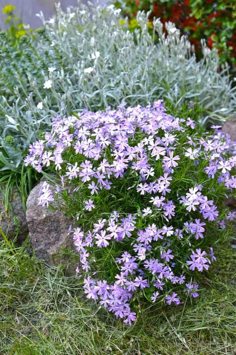 Phlox Ground Cover, Transplanting Plants, Phlox Plant, Phlox Subulata, Rabbit Resistant Plants, Garden Tricks, Moss Phlox, Phlox Flowers, Plants Under Trees