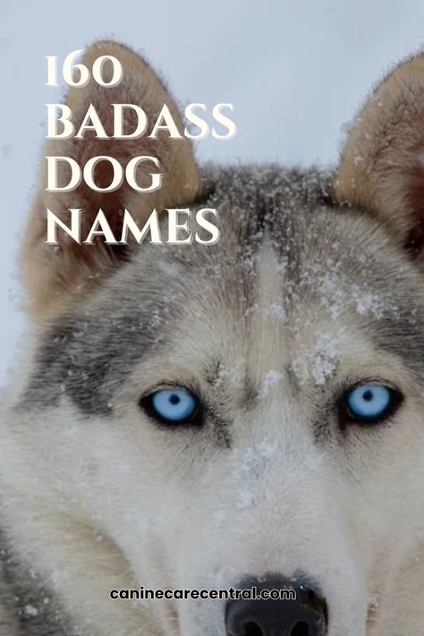 Need a badass dog name that stands out? This list is packed with strong dog names, from tough male puppy names to powerful female dog names. Whether you want a scary dog name or something bold and unique, these names are perfect for fearless pups. Save this now and find the ultimate name for your dog! Scary Dog Names Male, Strong Dog Names, Rare Dog Names, Scary Dog, Female Dog Names, Scary Dogs, Disney Dogs, Puppy Names, Vintage Dog