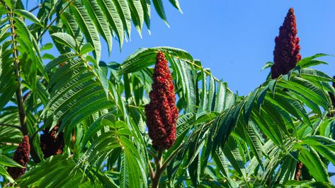 Fruit Clusters, Staghorn Sumac, Red Fruit, Grow Your Own Food, Grow Your Own, How To Grow, Love Flowers, Master Class, Secret Garden