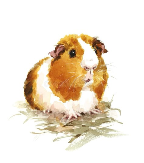 Pig Painting, Pig Drawing, Pig Pictures, Pig Illustration, Pet Guinea Pigs, Floral Doodle, Pig Art, Cute Guinea Pigs, Watercolor Sketchbook