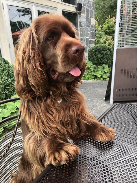 Sussex Spaniel, Clumber Spaniel, All Breeds Of Dogs, Animal References, Dream Dog, Cocker Spaniel, Spaniel, Dog Breeds, Puppies