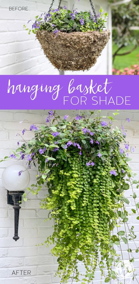 DIY Hanging Basket Plant for Shade #plant #flowers #hangingbasket #shade #container #garden #flowering #combination #hangingflower Lysimachia Nummularia, Planters Indoor, Hanging Plants Outdoor, Basket Plant, Diy Hanging Planter, Planter Diy, Hanging Flower Baskets, Container Gardening Flowers, Plants For Hanging Baskets