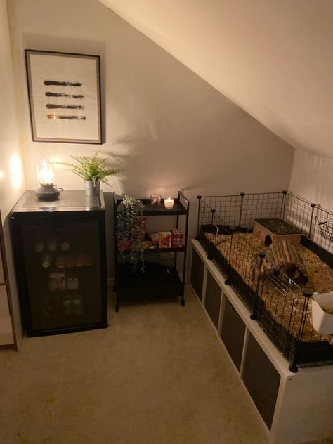 Bedroom With Bunny Cage, Guine Pig Cage, Guinea Pig Set Up Ideas, Guinea Pig Room Ideas, Guinea Pig Enclosure Ideas, Guinea Pig Cage Ideas Aesthetic, Guniea Pig Indoor Cage, Guniea Pig Aesthetic Cage, Bunny Cages In Bedroom