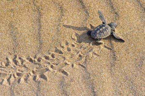 Sea Turtles Hatching, Bald Head Island Nc, Sea Turtle Drawing, Turtle Hatching, Loggerhead Turtle, Loggerhead Sea Turtle, Turtle Conservation, Bald Head Island, Turtle Drawing