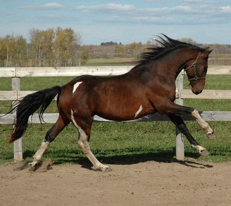 Stunning Horses, Horse Markings, Tennessee Walking Horse, Pinto Horse, Walking Horse, Morgan Horse, Paint Horse, Horse Boarding, Beautiful Horse