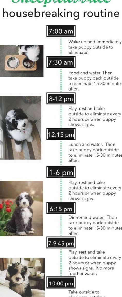 Puppy Potty Training Tips, Puppy Schedule, Puppy Training Biting, Puppy Potty Training, Sheepadoodle Puppy, Positive Dog Training, Puppy House, Easiest Dogs To Train, Potty Training Tips